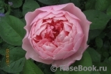 The Alnwick Rose