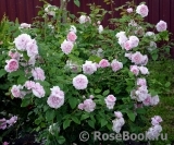 Cottage Rose 