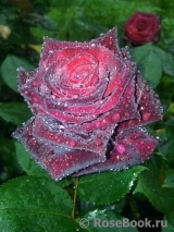 Black Baccara