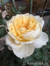 Lions Rose