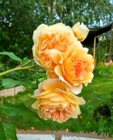 Crown Princess Margareta®