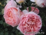 Abraham Darby