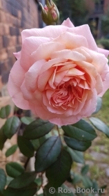 A Shropshire Lad