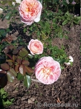 Abraham Darby