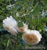 Crocus Rose® 