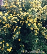 Persian Yellow