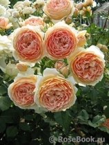 Crown Princess Margareta®