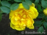 Persian Yellow