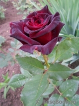 Black Baccara