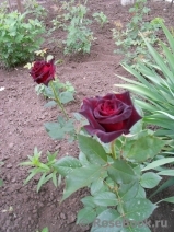 Black Baccara