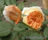 Crown Princess Margareta®