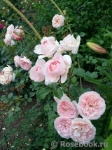 Abraham Darby