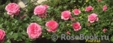 Starlet®-Rose Eva®