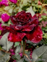 Black Baccara