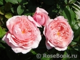 The Alnwick Rose