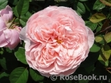 The Alnwick Rose