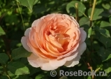 Abraham Darby