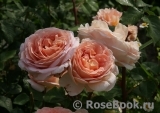 Abraham Darby