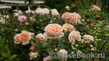 Abraham Darby