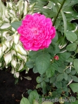 Sophy’s Rose 