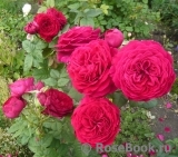 Johann Wolfgang von Goethe Rose®