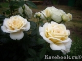 Lions Rose