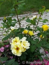 Tibet Rose