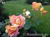 Rose des Cisterciens 