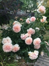 Sangerhauser Jubilaumsrose