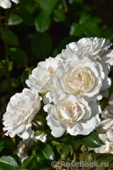 Great North Eastern Rose 