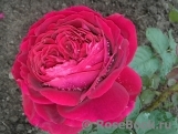 Johann Wolfgang von Goethe Rose®