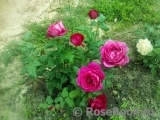 Johann Wolfgang von Goethe Rose®