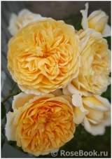 Crown Princess Margareta®