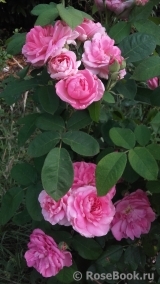 Rose des Peintres