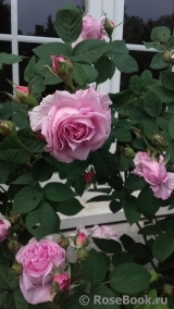 Rose de Montmeillant