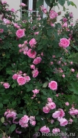 Rose de Montmeillant