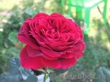 Johann Wolfgang von Goethe Rose®