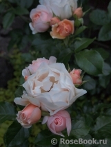 Jardin des Tuileries