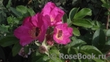 Rosa rugosa rubra