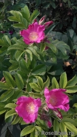 Rosa rugosa rubra