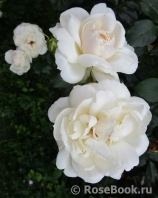 Queens Jubilee Rose