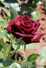 Black Baccara