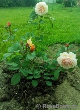 A Shropshire Lad