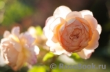 Crown Princess Margareta®