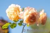 Crown Princess Margareta®