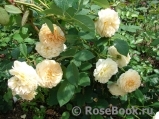 Crocus Rose® 