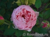 The Alnwick Rose