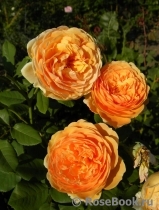 Crown Princess Margareta®