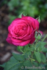 Johann Wolfgang von Goethe Rose®