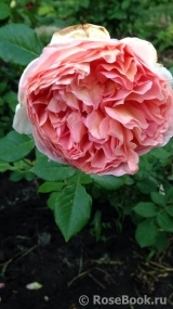 Abraham Darby